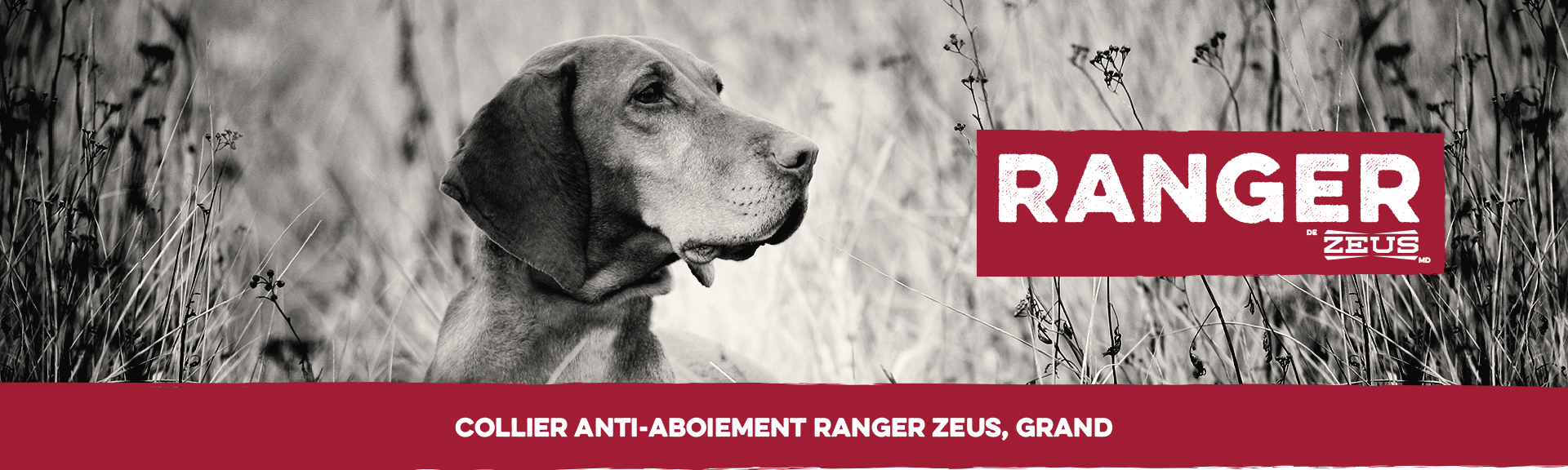 Le Collier anti-aboiement Ranger Zeus pour chiens de grande taille